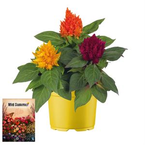 Afbeelding van Ms P12 Celosia Trio